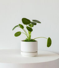 Neem Oil Natural Leaf Shine - Image 4