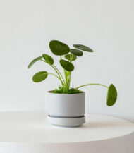 Bishop Earthernware - Image 4