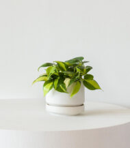 Philodendron Brasil