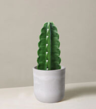 Cactus & Succulent Potting Mix - Image 5