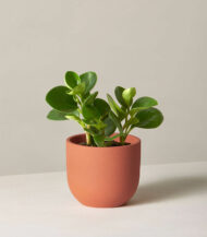 Watering Can - Image 4