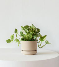 Cactus & Succulent Potting Mix - Image 2