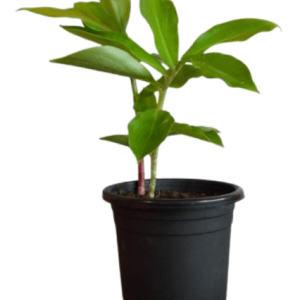 ইনসুলিন গাছ কোথায় পাওয়া যায়