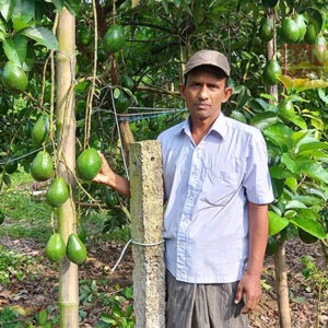 অ্যাভোকেডো গাছের চারা কোথায় পাওয়া যায়