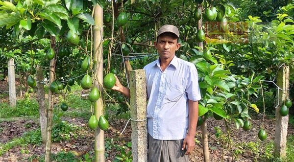 অ্যাভোকেডো গাছের চারা কোথায় পাওয়া যায়