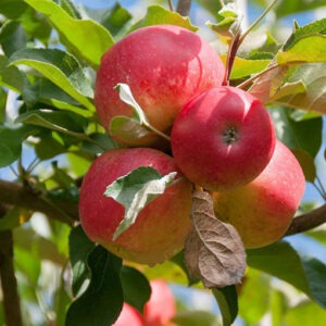 আন্না আপেল গাছের চারা কোথায় পাওয়া যায়