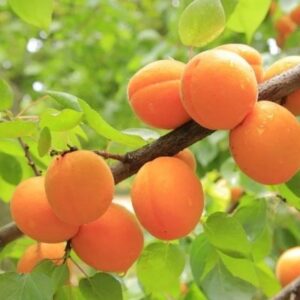 এপ্রিকট গাছের চারা কোথায় পাওয়া যায়