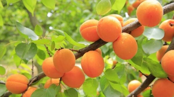 এপ্রিকট গাছের চারা কোথায় পাওয়া যায়