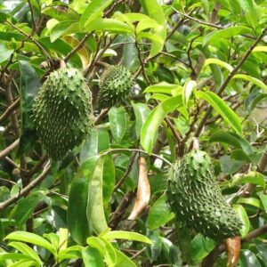 করোসল ফল ও গাছের চারা কোথায় পাওয়া যায়