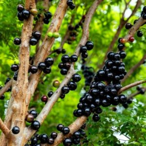জাবুটিকাবা গাছের চারা কোথায় পাওয়া যায়