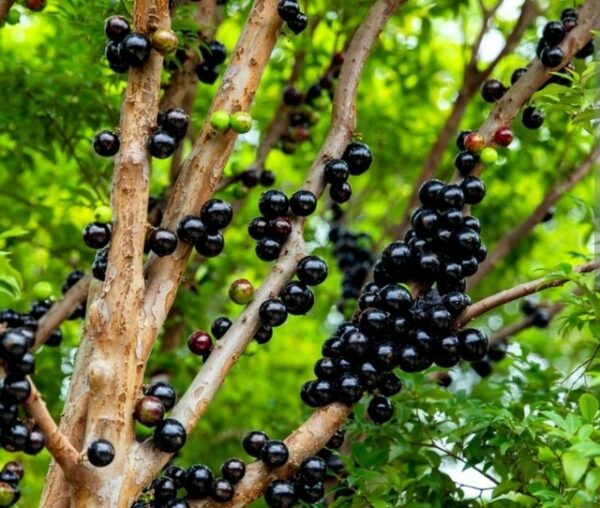 জাবুটিকাবা গাছের চারা কোথায় পাওয়া যায়