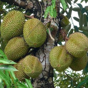 ডুরিয়ান গাছের চারা কোথায় পাওয়া যায়