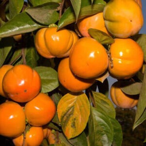 পার্সিমন (ফুয়ু) গাছের চারা কোথায় পাওয়া যায়