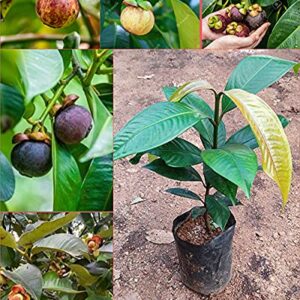 ম্যাঙ্গোস্টিন গাছের চারা কোথায় পাওয়া যায়