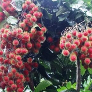 রাম্বুটান গাছের চারা কোথায় পাওয়া যায়