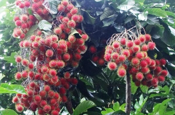 রাম্বুটান গাছের চারা কোথায় পাওয়া যায়